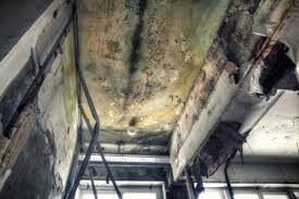 Best Forensic Mold Investigation in Washington, DC